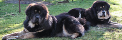 Pashi & Kodiak Pashi & Kodiak