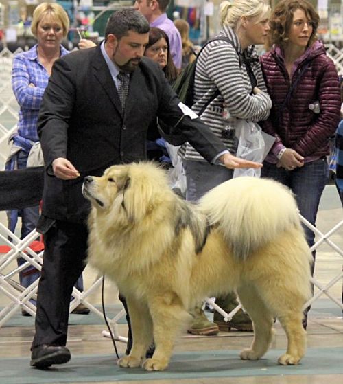 CH Legends Kailas Himalayan Multi Champion Sierra’s Sasha-Yakone Nanuk