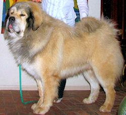 CH Legends Kailas Himalayan CH Legends Kailas Himalayan
